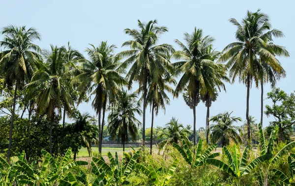 Drzewo Kokosowe Ogrodzie — Zdjęcie stockowe