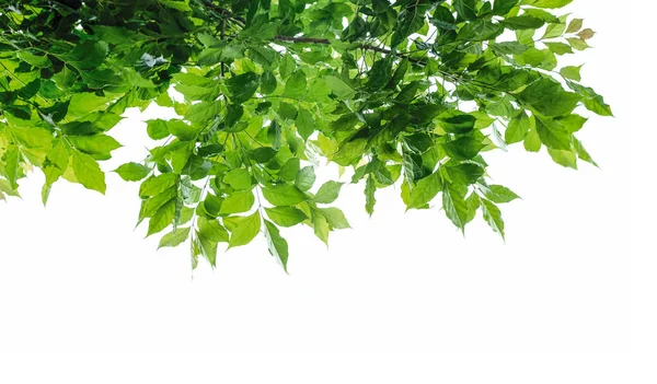 Πράσινα Φύλλα Που Απομονώνονται Λευκό Φόντο — Φωτογραφία Αρχείου