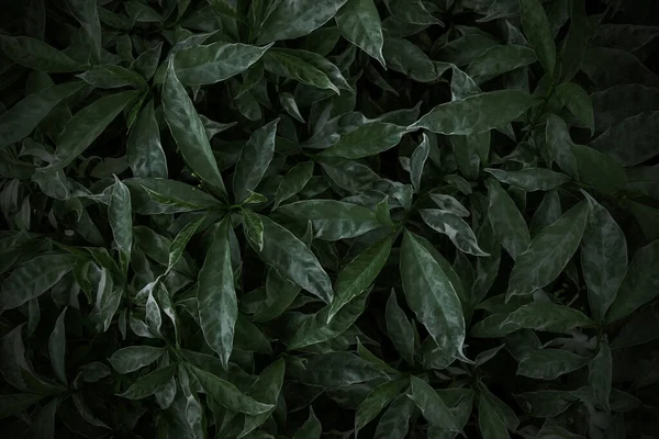 Πράσινο Φύλλα Υφή Φόντο Φύση Ταπετσαρία — Φωτογραφία Αρχείου