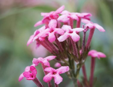 Panama bahçede gül Pembe çiçekler