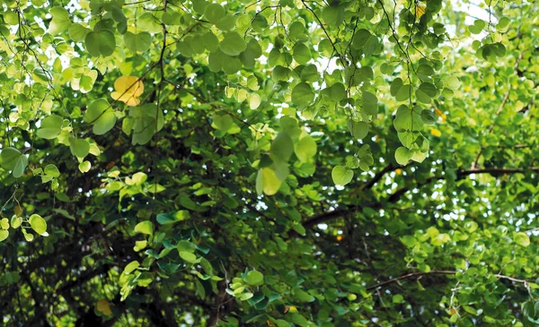 Bahçedeki Yeşil Yapraklar Arka Planda Chongkho Mor Orkide Ağacı — Stok fotoğraf
