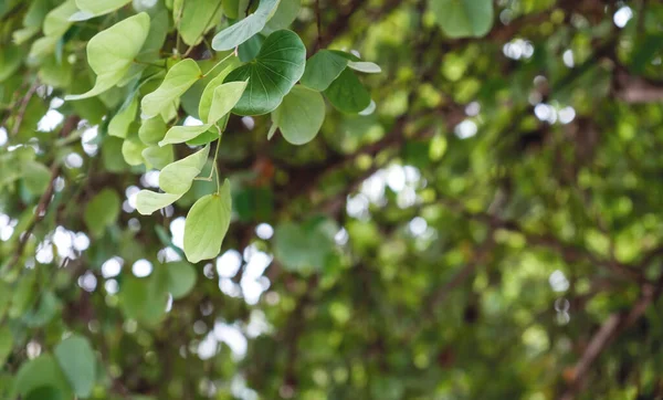 Bahçedeki Yeşil Yapraklar Arka Planda Chongkho Mor Orkide Ağacı — Stok fotoğraf