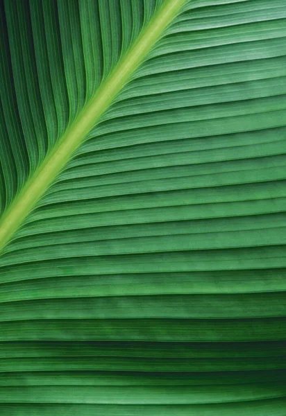 Macro Green Leaf Texture Background — Stock Photo, Image