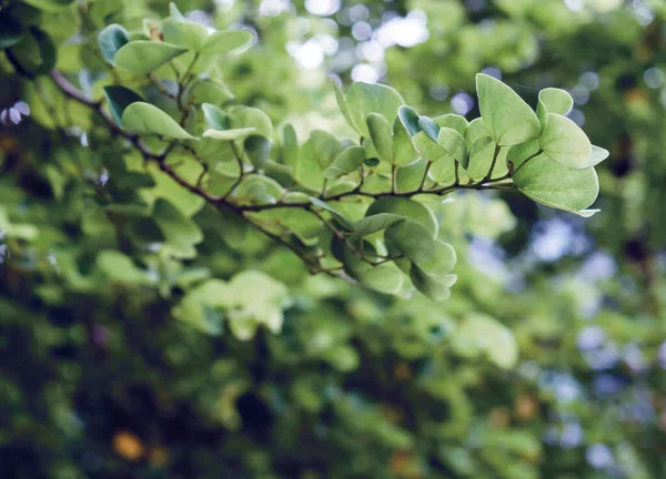 Chongkho Árbol Púrpura Orquídea Fondo Verde Las Hojas Del Jardín —  Fotos de Stock