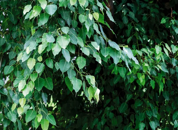 Bodhi Arka Planını Kapat — Stok fotoğraf