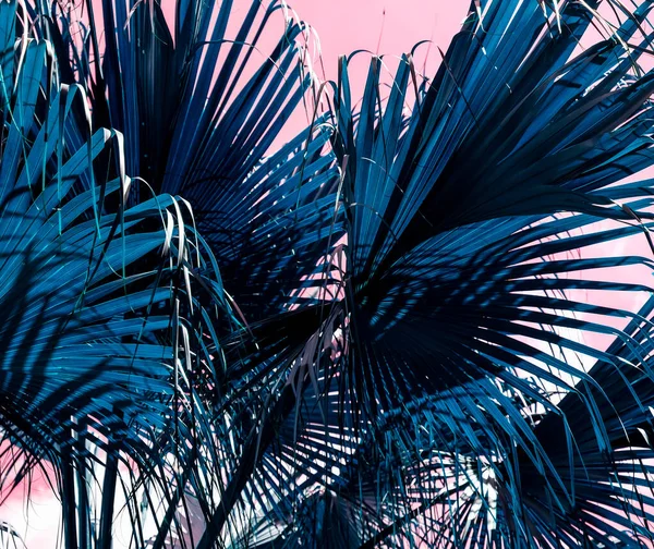 Τροπικός Καλοκαιρινός Σχεδιασμός Μπλε Φύλλων Φοίνικα Ροζ Φόντο — Φωτογραφία Αρχείου
