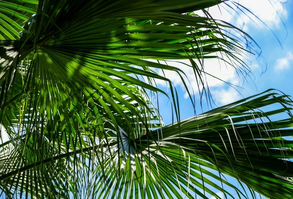 有阳光的棕榈叶在花园热带叶背 — 图库照片