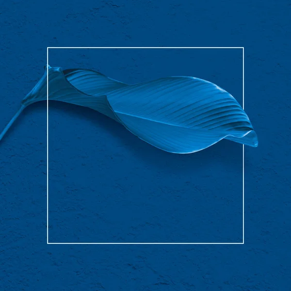 Классический Синий Пантоновый Дизайн Тропической Листвы Белой Рамкой — стоковое фото