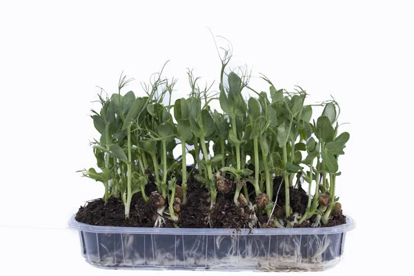 Vejetaryenler ve restoranda yemekler dekorasyon için