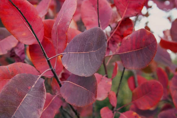 Sonbahar ağaç üzerinde kırmızı yaprakları.