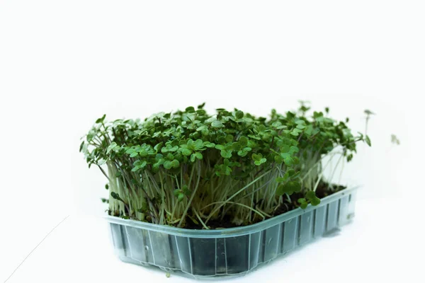 Microgrid vejetaryen yemek ve restoranlar hardal süslemeleri