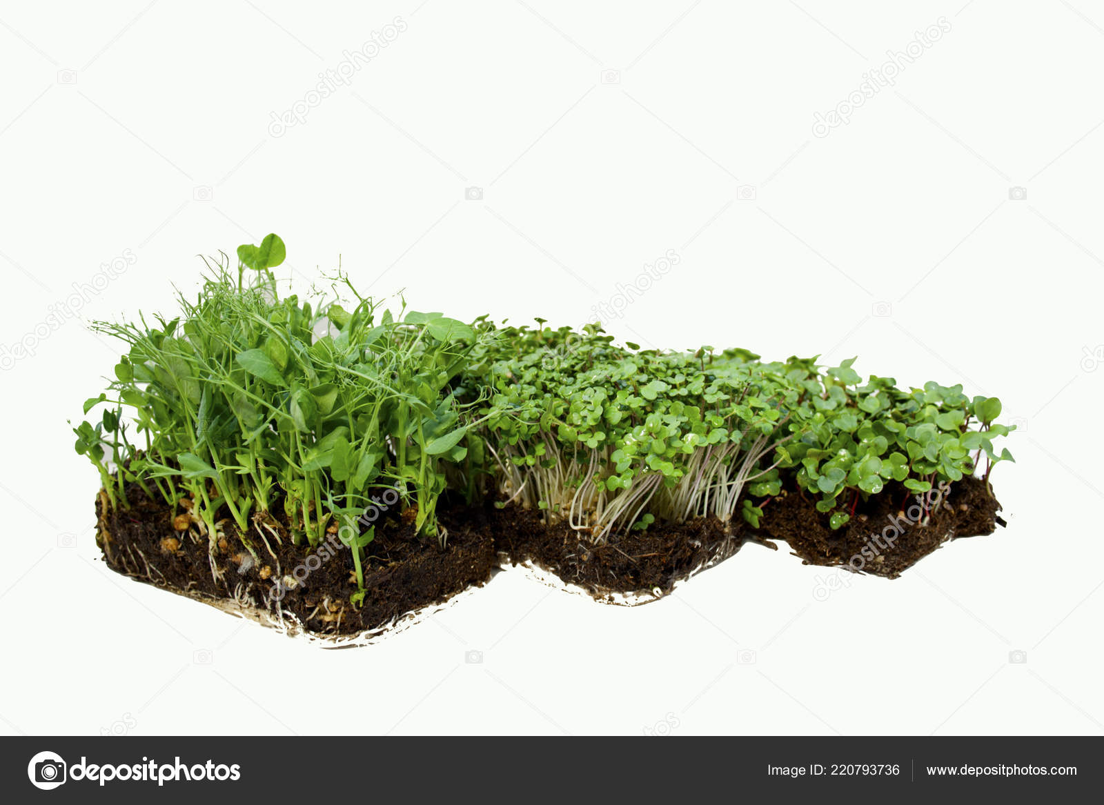 Micro Green Healthy Food People Vegetarian Decoration Dishes