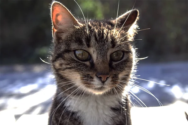 a yolunu yitirmek kedi insanlar için dört gözle