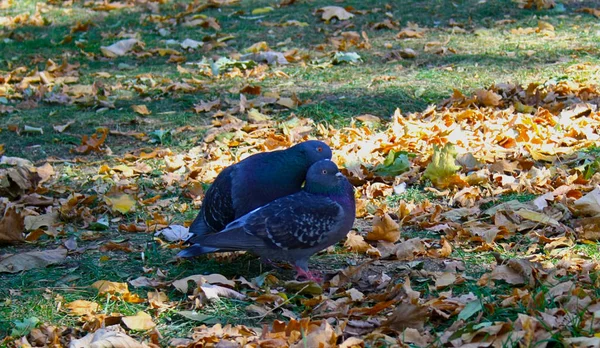 sevgi ve bakım gösterilen güvercin çifti