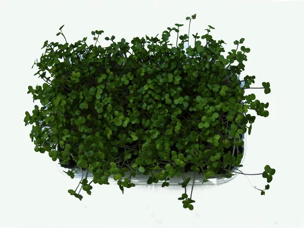 restoranlarda insanlar dekorasyon ve vejetaryen yemekler için mikro yeşil sağlıklı gıda