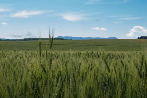 Yeşil buğday tarlaları büyük ama henüz olgunlaşmamış.