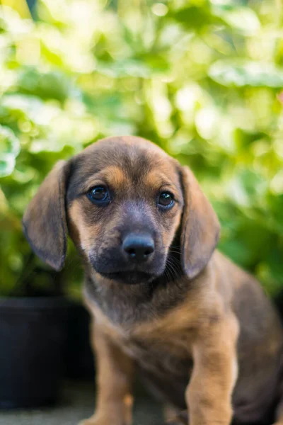 Küçük Dachshund yavruları neşeli ve çok güzeldir.
