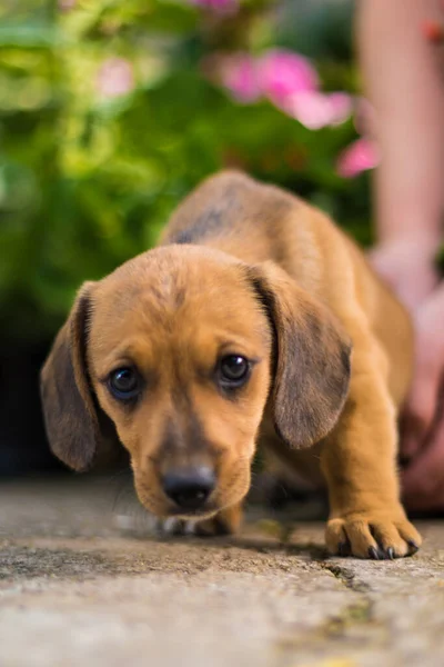 Kleine Dackelwelpen Sind Verspielt Und Sehr Schön — Stockfoto