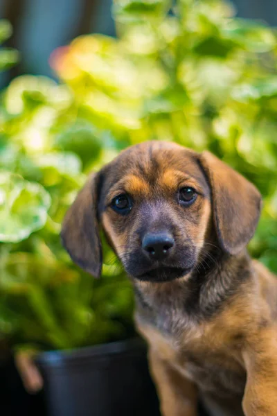 Küçük Dachshund yavruları neşeli ve çok güzeldir.