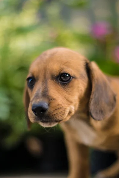 Küçük Dachshund yavruları neşeli ve çok güzeldir.