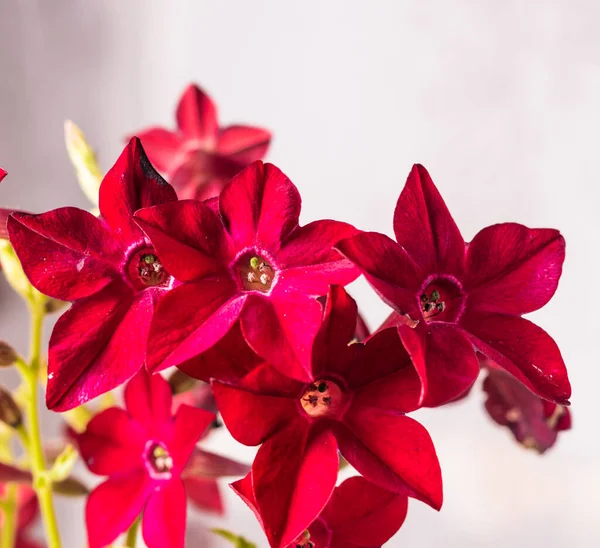tatlı bir tütün çok yıllık bir bitki çok zengin bir aroması vardır bir yerleşim yeri yakınında çiçek yatakları için uygun akşamları tütün çiçeklerinin kokusu artar