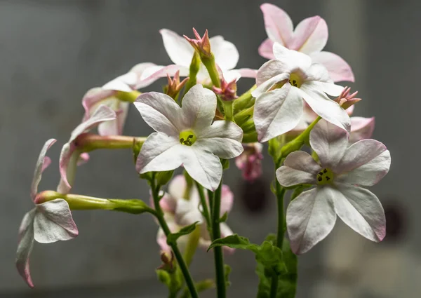 tatlı bir tütün çok yıllık bir bitki çok zengin bir aroması vardır bir yerleşim yeri yakınında çiçek yatakları için uygun akşamları tütün çiçeklerinin kokusu artar