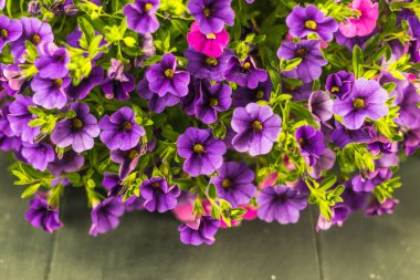 Calibrachoa, Petunya 'nın en yakın akrabası ile birlikte Solanaceae ailesinin temsilcisidir. Ancak, 1990 yılına kadar, fabrika petunya çeşitlerinden biri olarak kabul edildi. Bir sepet kalibrenin sapları güçlüdür.