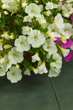 Calibrachoa, Petunya 'nın en yakın akrabası ile birlikte Solanaceae ailesinin temsilcisidir. Ancak, 1990 yılına kadar, fabrika petunya çeşitlerinden biri olarak kabul edildi. Bir sepet kalibrenin sapları güçlüdür.