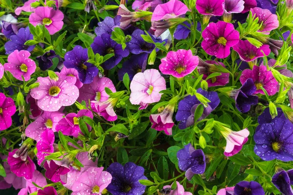 Calibrachoa, Petunya 'nın en yakın akrabası ile birlikte Solanaceae ailesinin temsilcisidir. Ancak, 1990 yılına kadar, fabrika petunya çeşitlerinden biri olarak kabul edildi. Bir sepet kalibrenin sapları güçlüdür.