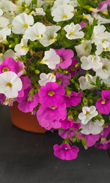 Calibrachoa, Petunya 'nın en yakın akrabası ile birlikte Solanaceae ailesinin temsilcisidir. Ancak, 1990 yılına kadar, fabrika petunya çeşitlerinden biri olarak kabul edildi. Bir sepet kalibrenin sapları güçlüdür.