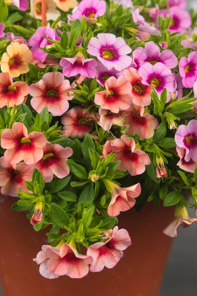 Calibrachoa, Petunya 'nın en yakın akrabası ile birlikte Solanaceae ailesinin temsilcisidir. Ancak, 1990 yılına kadar, fabrika petunya çeşitlerinden biri olarak kabul edildi. Bir sepet kalibrenin sapları güçlüdür.