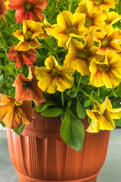 Petunia, Solanaceae familyasından 10 cm ile 1 metre arasında değişen bir bitki cinsidir. Güney Amerika 'nın tropikal bölgelerinden geliyor, çoğunlukla Brezilya' dan.,