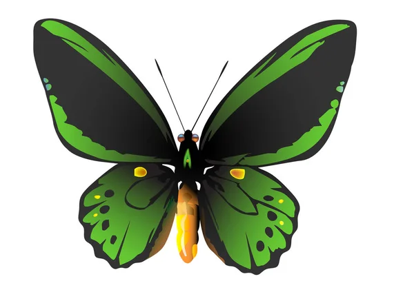 Groene Vlinder Wit Vectorillustratie — Stockvector