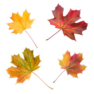 Beyaz arka plan üzerinde izole renkli sonbahar akçaağaç yaprakları grup yakın çekim