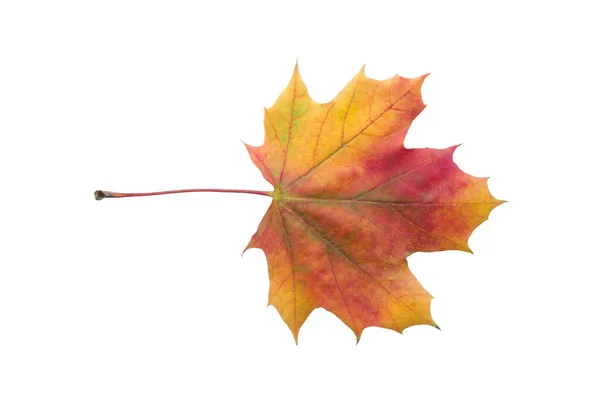 Hoja Arce Otoño Colorido Aislado Sobre Fondo Blanco Cerca — Foto de Stock