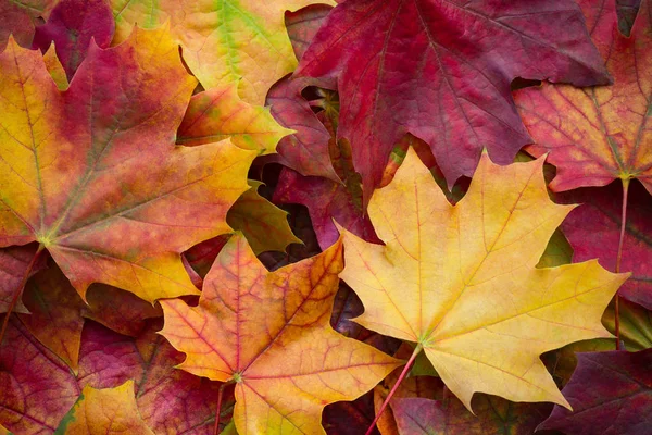 Amazing Multicolor Background Natural Autumn Foliage Colorful Background Multicolor Leaves — Stock Photo, Image