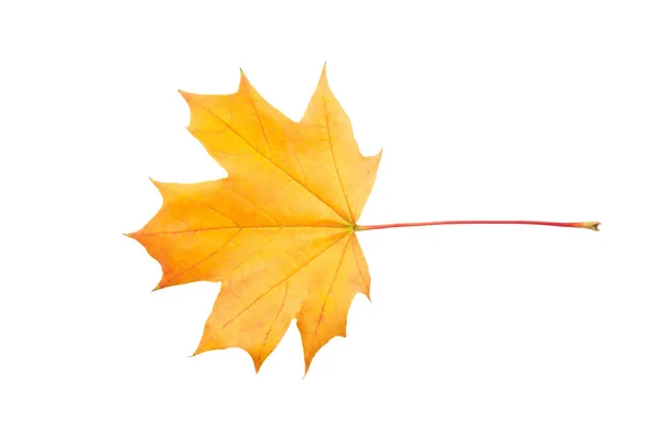 Bunte Herbst Ahornblatt Isoliert Auf Weißem Hintergrund Nahaufnahme — Stockfoto