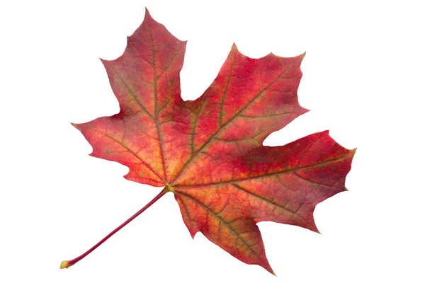 Hoja Arce Otoño Colorido Aislado Sobre Fondo Blanco Cerca — Foto de Stock