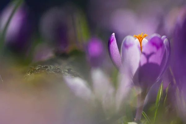 Vista Flores Mágicas Primavera Florescendo Crocus Crescendo Vida Selvagem Luz — Fotografia de Stock