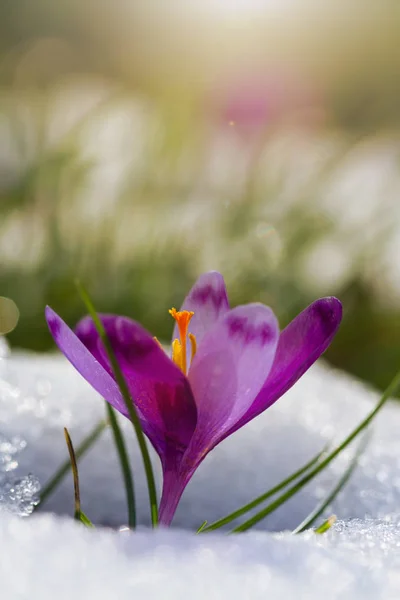 Вид Чарівні Квітучі Весняні Квіти Крупи Ростуть Снігу Дикій Природі — стокове фото