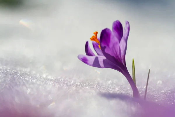 Vista Flores Mágicas Primavera Florescendo Crocus Crescendo Neve Vida Selvagem — Fotografia de Stock