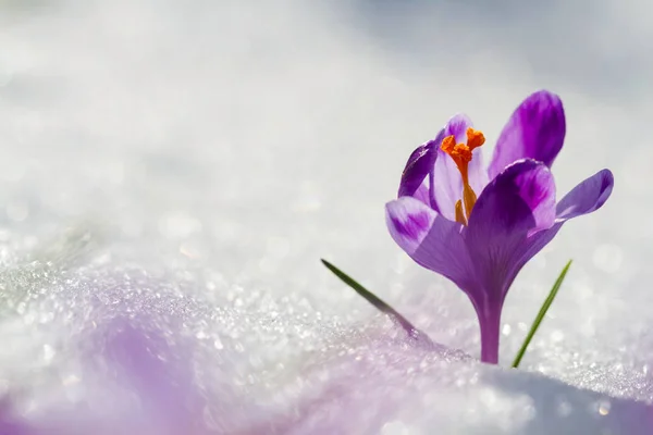 Вид Чарівні Квітучі Весняні Квіти Крупи Ростуть Снігу Дикій Природі — стокове фото