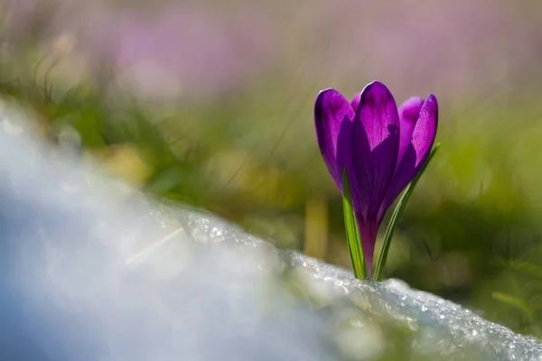 Vista Flores Mágicas Primavera Florescendo Crocus Crescendo Neve Vida Selvagem — Fotografia de Stock