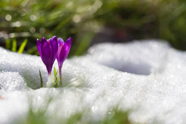 Crocus Flor Primavera Selvagem Crescendo Neve Vida Selvagem Bela Flor — Fotografia de Stock