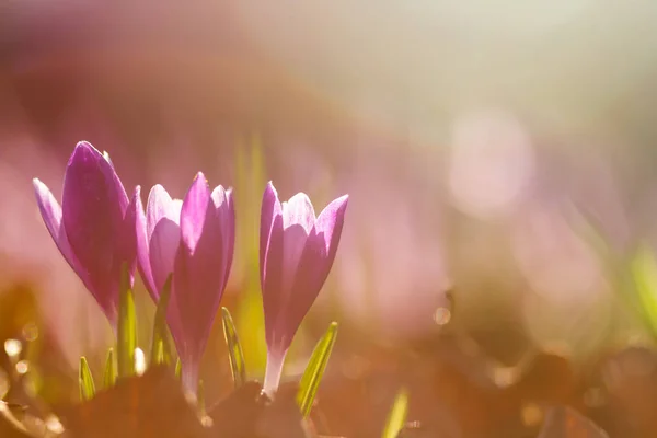 View Magic Blooming Spring Flowers Crocus Growing Wildlife Amazing Sunlight — Stock Photo, Image