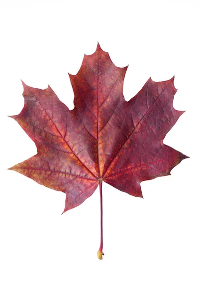 Kleurrijke Herfst Esdoornblad Geïsoleerd Een Witte Achtergrond Close Rood Esdoornblad Stockfoto