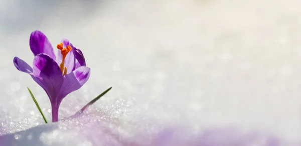 Superbe Lumière Soleil Sur Crocus Des Fleurs Printemps Vue Fleurs Photo De Stock