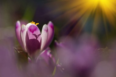 Bahar çiçek çiğdem üzerinde şaşırtıcı güneş ışığı. Vahşi hayvanlar bölümünde büyüyen bahar çiçek çiğdem çiçek açan sihirli bir bakış. Bahar çiçek çiğdem tarihinde görkemli güneş ışınları