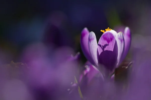 Erstaunliche Sonneneinstrahlung auf Frühlingsblumen Krokusse. Blick auf magisch blühende Frühlingsblumen Krokus wächst in der Tierwelt. majestätische Sonnenstrahlen auf Frühlingsblumenkronen — Stockfoto