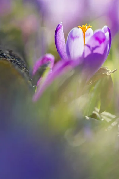 Amazing Sunlight Spring Flower Crocus View Magic Blooming Spring Flowers — Stock Photo, Image